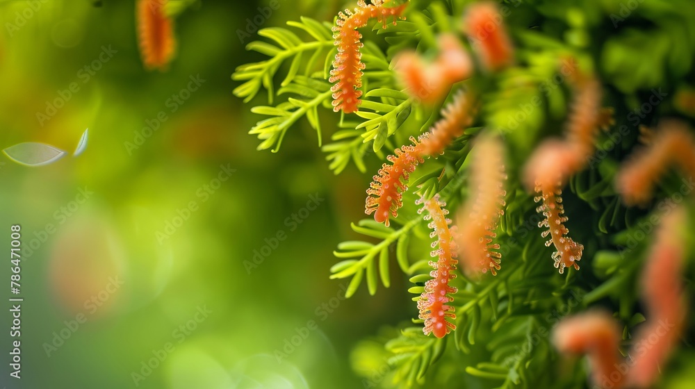 Intriguing contrast between the simplicity of Bifidobacterium and the complexity of its effects, abstract , background Intriguing contrast between the simplicity of Bifidobacterium and the complexity of its effects, abstract , background