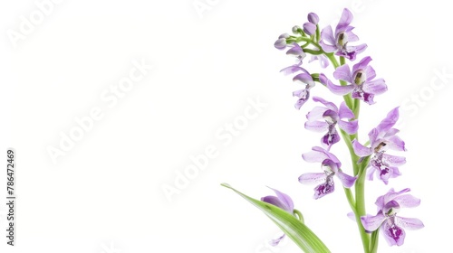 Purple Flower in Vase on White Background