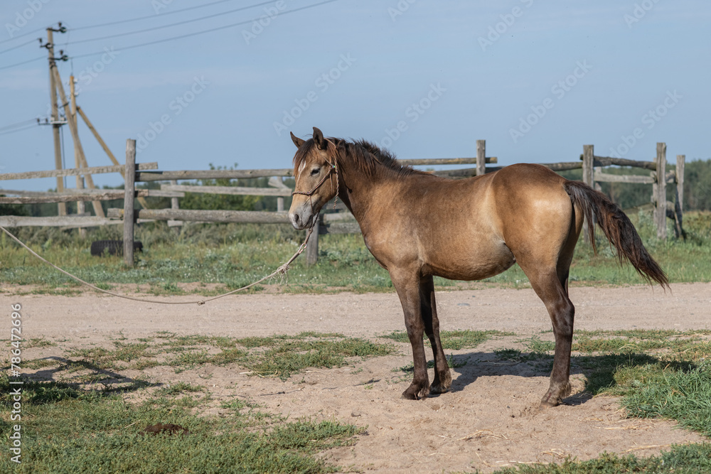 Portrait of a beautiful thoroughbred horse exterior on a leash against the sky. Portrait of a beautiful thoroughbred horse exterior on a leash against the sky.