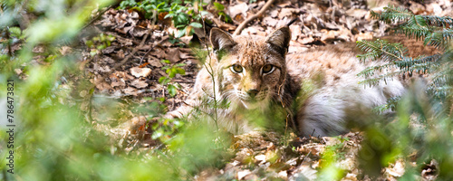 a young lynx in a forest panorama