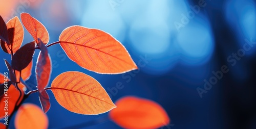 Vibrant orange-red autumn leaves background.