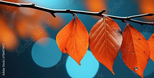 Autumnal scene with orange-red leaves background.