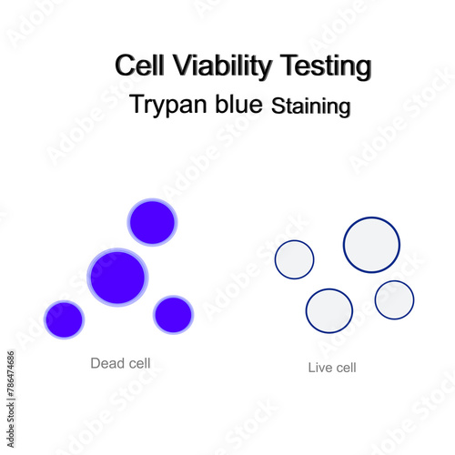 The cell viability testing with Trypan blue staining technique that shows staining comparison between Dead and Live or viable cells.