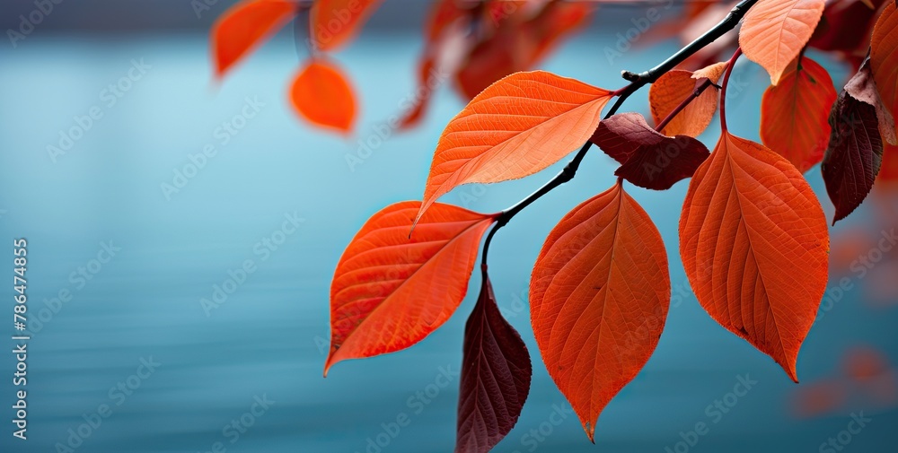 Obraz premium Autumnal scene with orange-red leaves background.