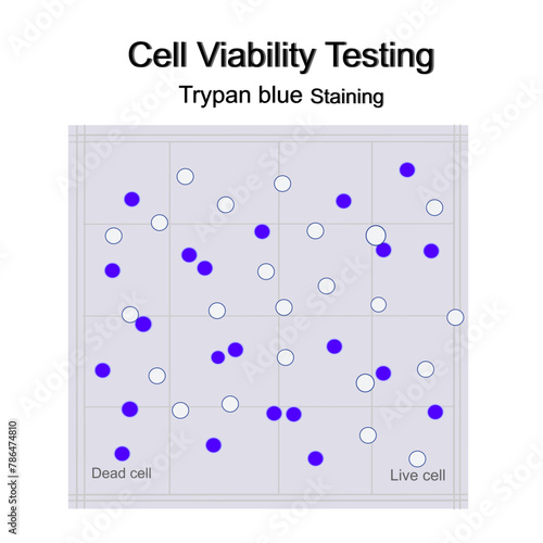 The cell viability testing with Trypan blue staining technique that shows staining of Dead and Live or viable cells on grid of hemocytometer.