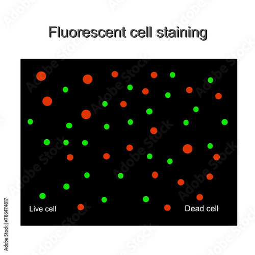 The picture shows the result of fluorescent cell staining, which shows viability staining of dead and viable or live cells in red and green,respectively.