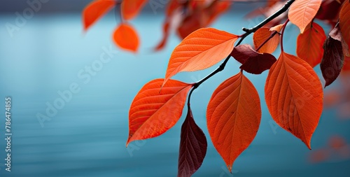 Autumnal scene with orange-red leaves background.