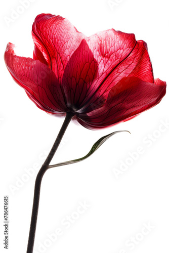 Dark Red Flower Clipart on Plain Background 