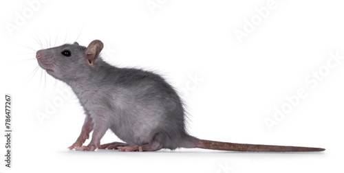 Blue baby rat sitting up side ways. Looking to the side up and away from camera. Isolated on a white background. © Nynke