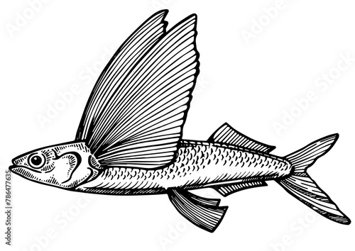 Photography Flying fish animal engraving PNG illustration