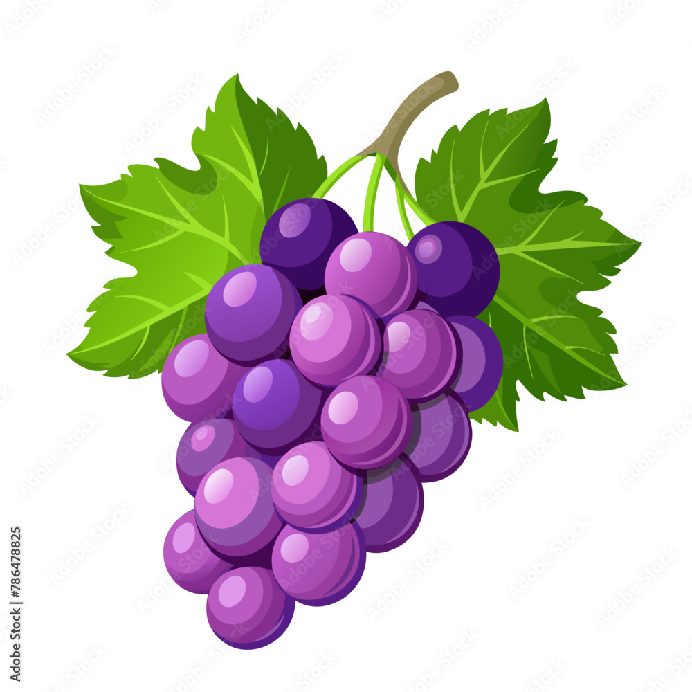 ПечатьRed table grapes. Fresh fruit from which wine is made ПечатьRed table grapes. Fresh fruit from which wine is made