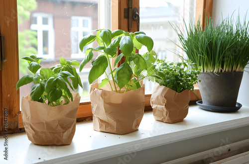 Three potted herbs basking on a sunny windowsill