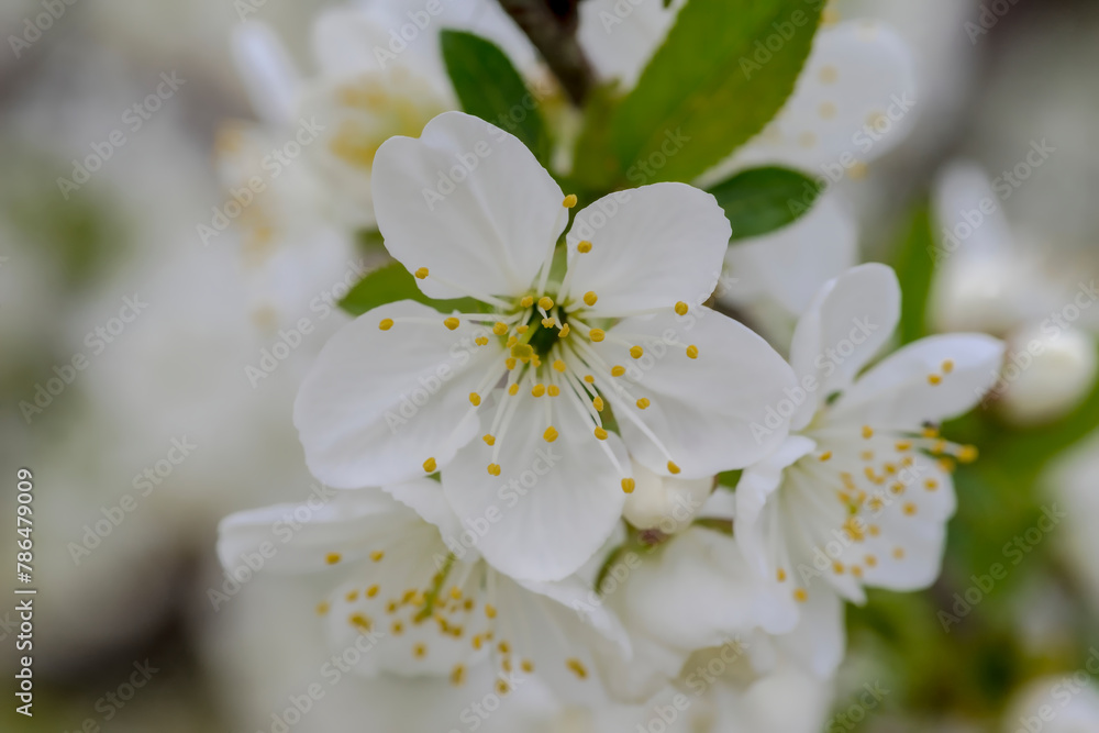 Wiosną w sadzie zakwitł piękny kwiat wiśni. Kwiecista i pachnąca wiosna w wiśniowym sadzie w województwie świętokrzyskim. - obrazy, fototapety, plakaty 