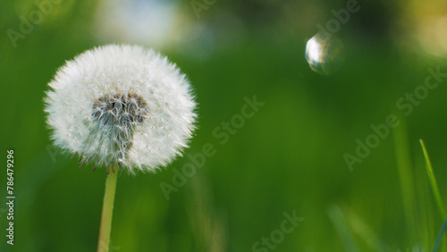 Dandelion on a green background with sun rays. Blooming white dandelion. Fluffy flower