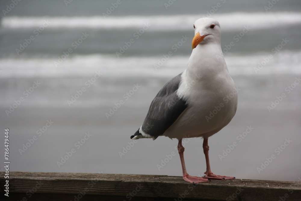 Seagull