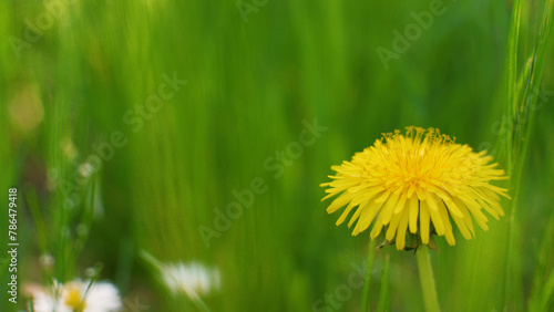 Yellow dandelions in green grass. Sunny spring day. The wind sways in the bright green grass. Summer fresh background. Wild flowers. 4k nature stills
