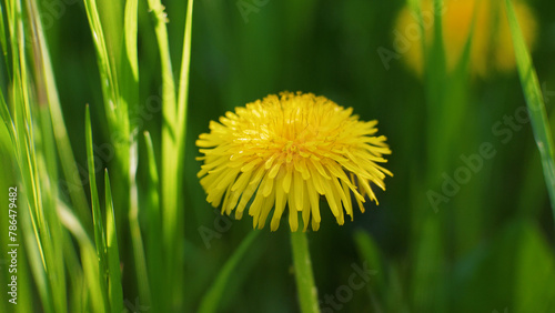 Yellow dandelions in green grass. Sunny spring day. The wind sways in the bright green grass. Summer fresh background. Wild flowers. 4k nature stills