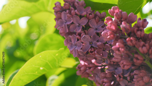 Blooming purple lilac bush in the park. Sunny spring day. The wind gently sways the branches