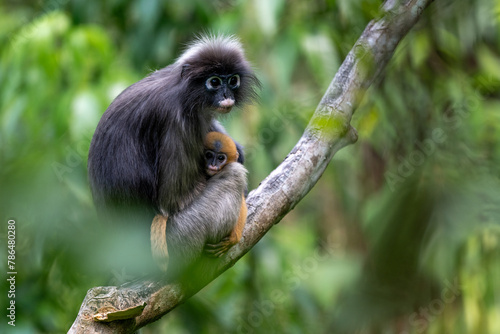 A spectacled langur and a baby are in a tree in the park.
