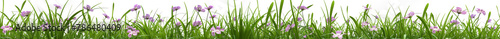 Beautiful green grass with purple flowers on a white background