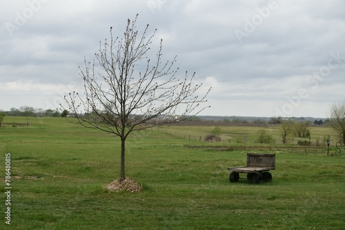 Tree and Trailer in a Farm Field