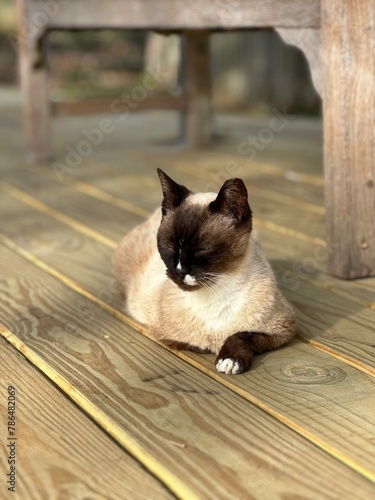Siamese cat sleeping on an outdoor porch area