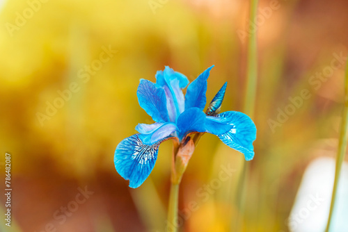 Blue iris flower blooming in the garden in spring, closeup