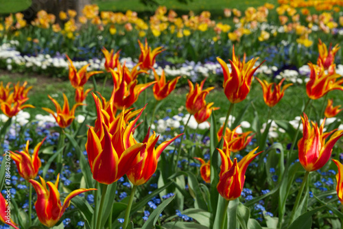 Red lily-flowered Tulips Garden