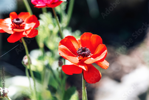 Poppy flower Papaver rhoeas, closeup