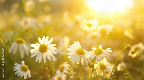 Field of sunlit camomile flowers in nature