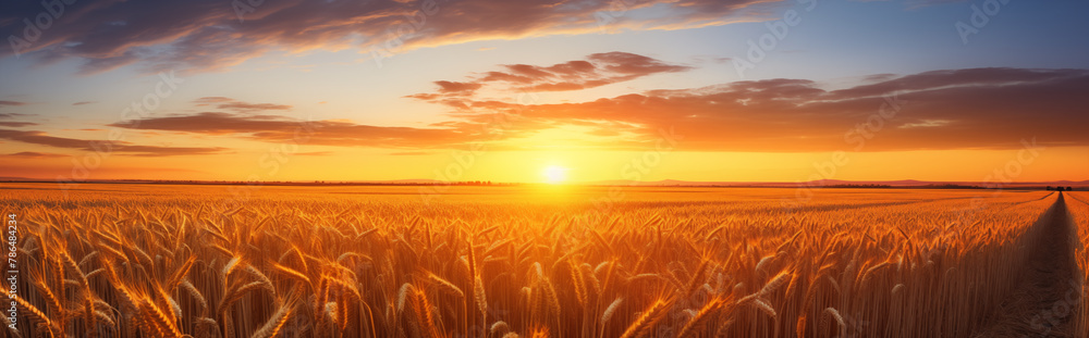 A wheat field at sunset.