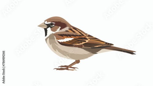 Sparrow flat Vector isolated on white background 