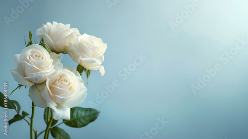 White Roses Elegance Against a Soft Blue Background photo