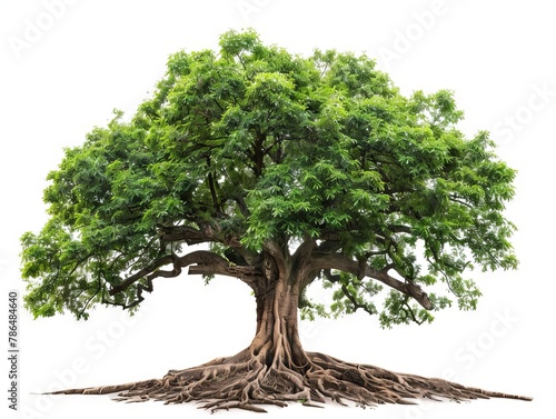 A large tree with roots and leaves.