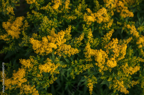 Yellow Solidago gigantea, also known as tall goldenrod and giant goldenrod