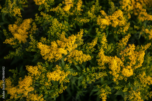 Solidago Praecox or european goldenrod or woundwort yellow flowers