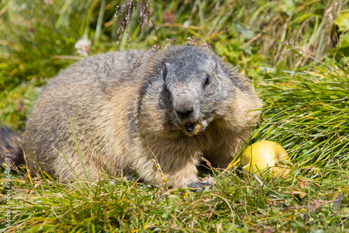 Groundhog snacking a healthy apple in the fresh grass © Photofex
