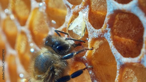 Biene trinkt Honig auf Wabe photo