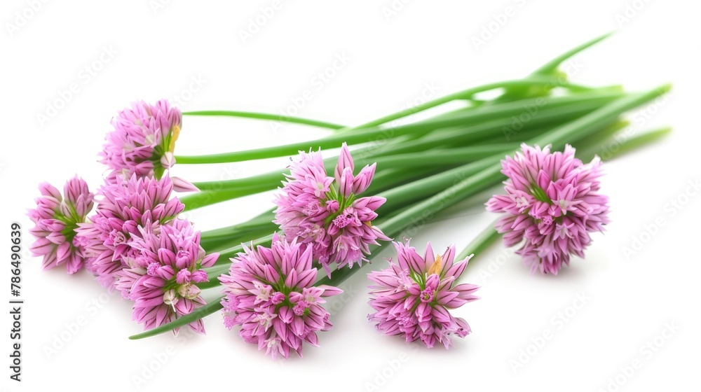 Chives flower or Chinese Chive isolated on a white background Chives flower or Chinese Chive isolated on a white background