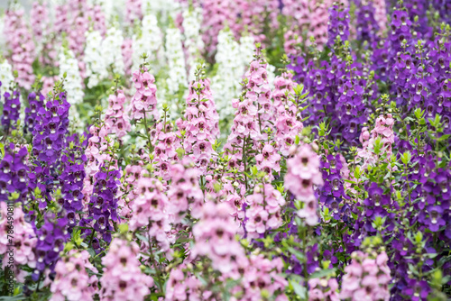 Beautiful Angelonia salicariifolia flowers. photo