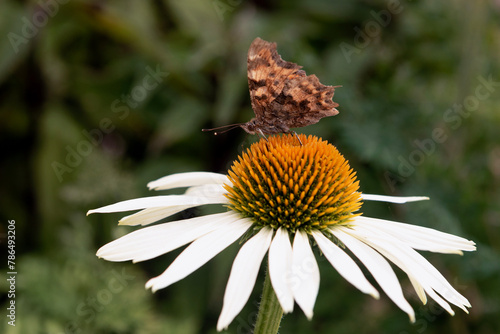 Butterfly drinking nectar from coneflower