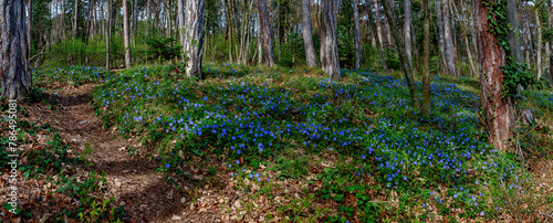 Quadro su tela panoramic view of spring landscape with pedestrian path through a light forest