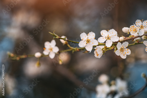beauty of spring is captured in the close-up of the cherry blossom, its soft petals unfolding in the warm sunlight.