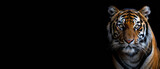 The image captures the intense gaze and beautiful stripes of a majestic tiger against a stark black background, highlighting the animal's features