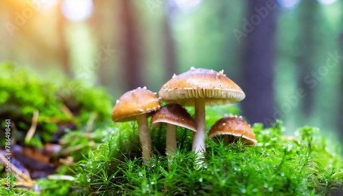 Closeup small fresh mushroom growing on wet ground on blurred background of forest