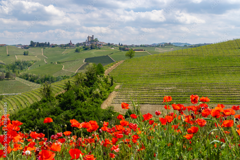 Fototapeta premium Typical vineyard near Castiglione Falletto, Barolo wine region, province of Cuneo, region of Piedmont, Italy