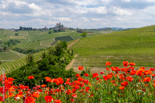 Typical vineyard near Castiglione Falletto, Barolo wine region, province of Cuneo, region of Piedmont, Italy © Richard Semik