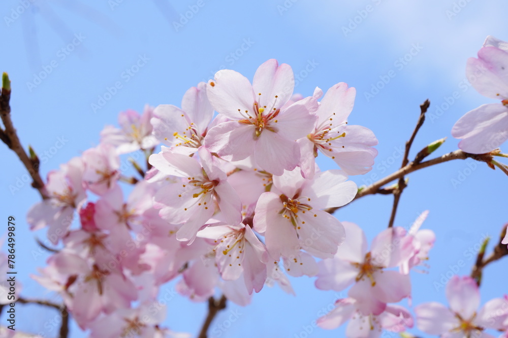 青空の下に咲くピンク色の綺麗な桜の花。2024年3月の千葉県の桜。