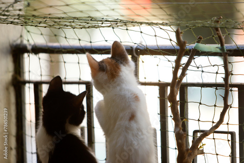 kittens looking out the window through protective netting