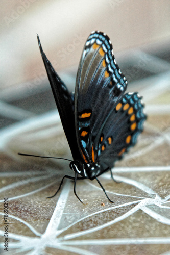 butterfly on a table